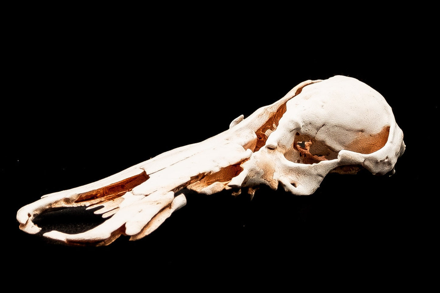 Fossil Platypus Skull Replica - Safety Third Studios