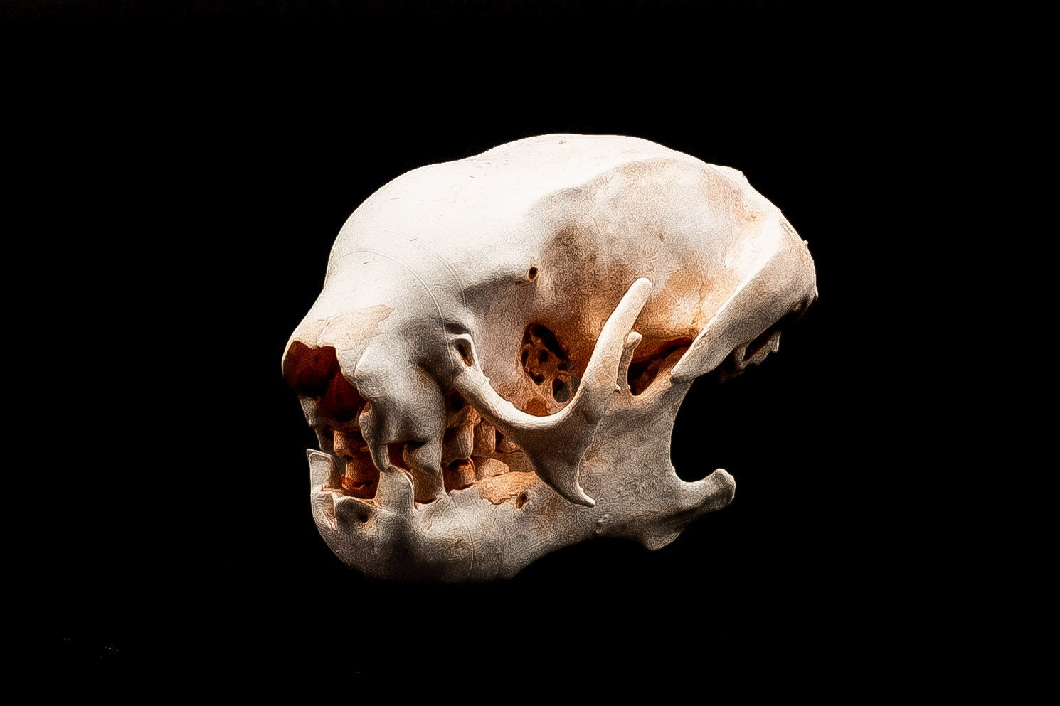 Three Toed Sloth Skull Replica - Safety Third Studios