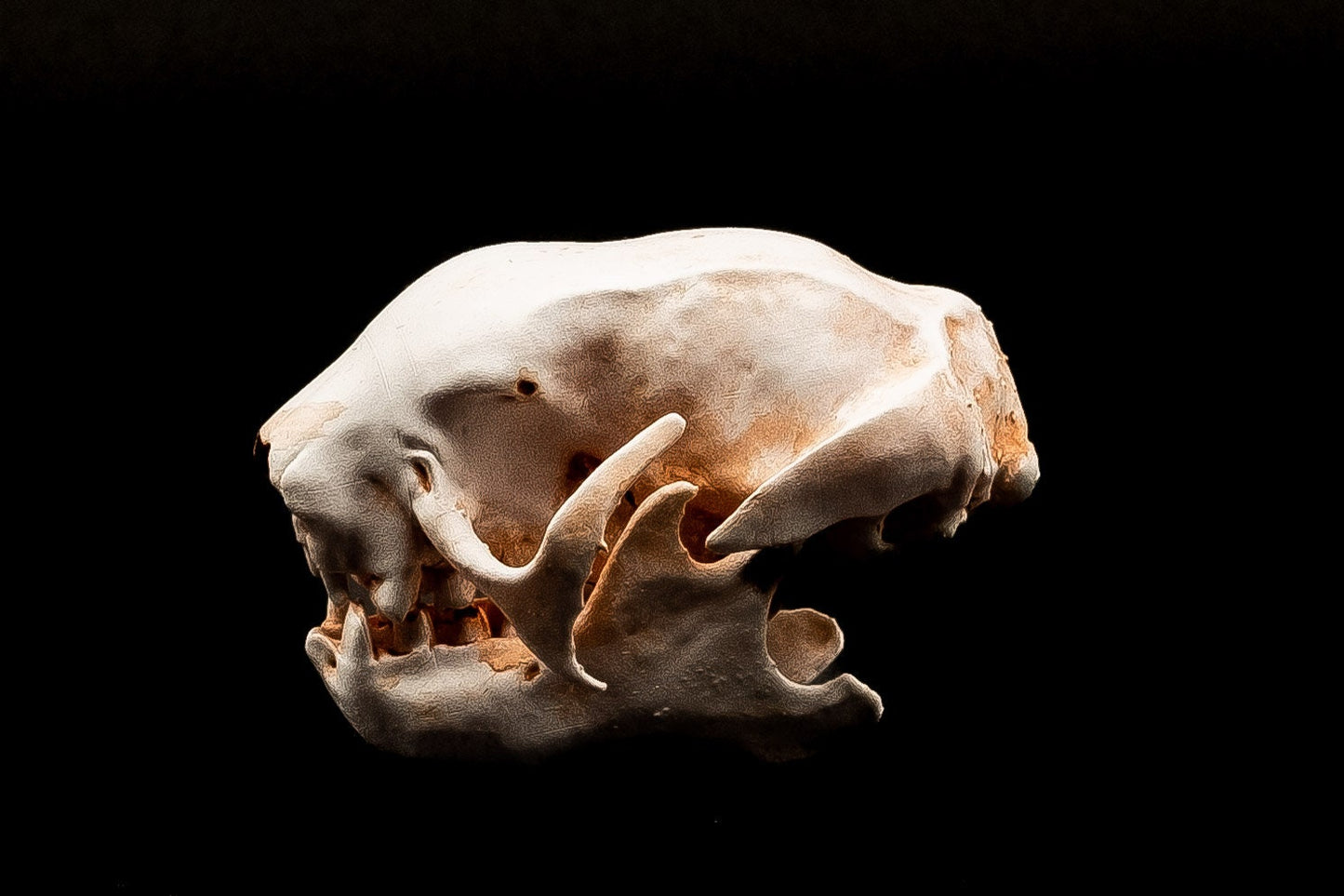 Three Toed Sloth Skull Replica - Safety Third Studios