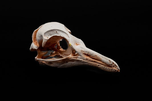 African Penguin / Jackass Penguin Skull Replica - Safety Third Studios