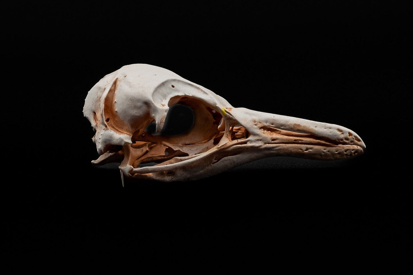 African Penguin / Jackass Penguin Skull Replica - Safety Third Studios