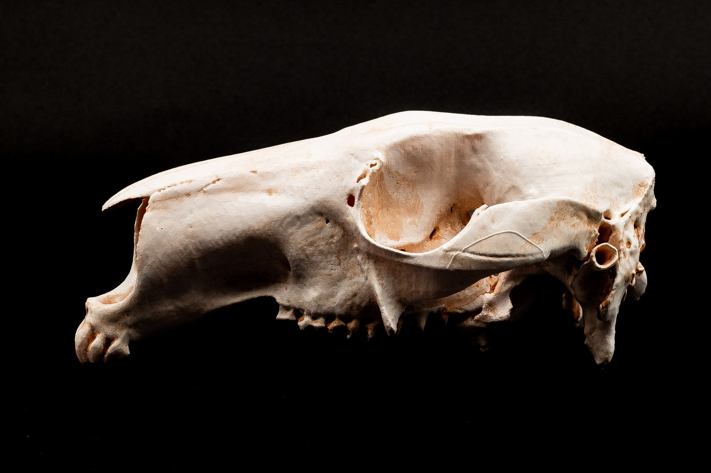 Red Kangaroo Skull Replica - Safety Third Studios