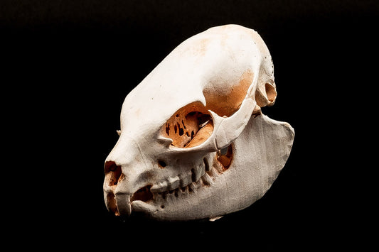 Rock Hyrax Skull Replica - Safety Third Studios